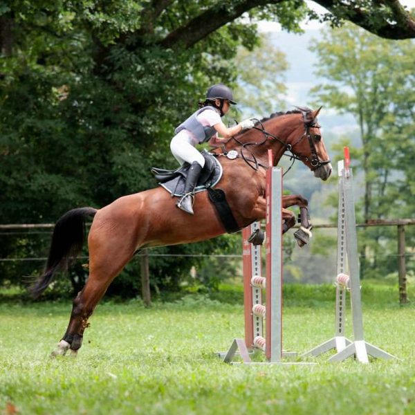 Curso Intensivo de Salto de Obstáculos